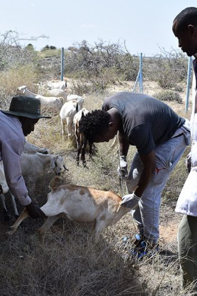 GALLA GOAT BREED TO BOOST RESILIENCE