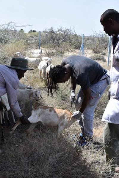 GALLA GOAT BREED TO BOOST RESILIENCE