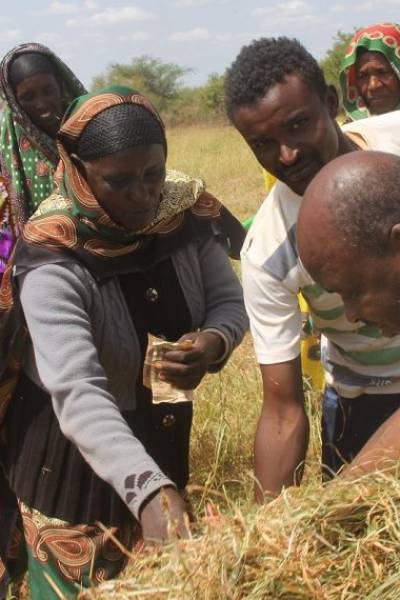 GIVING LIVESTOCK A LIFELINE DURING DROUGHT